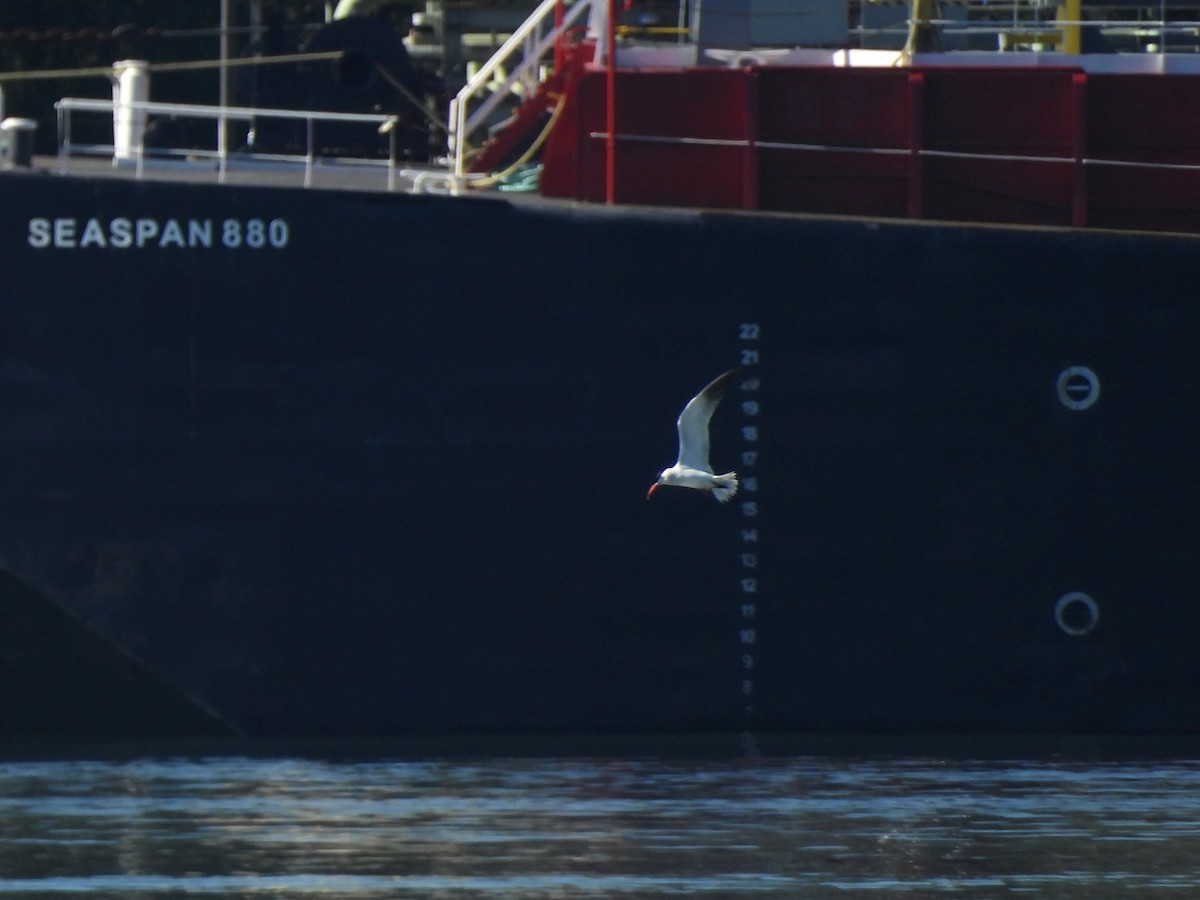 Caspian Tern - ML620693833