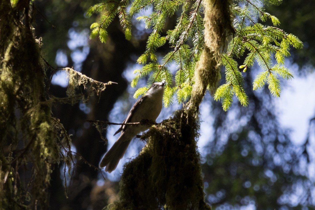 Canada Jay - ML620693834