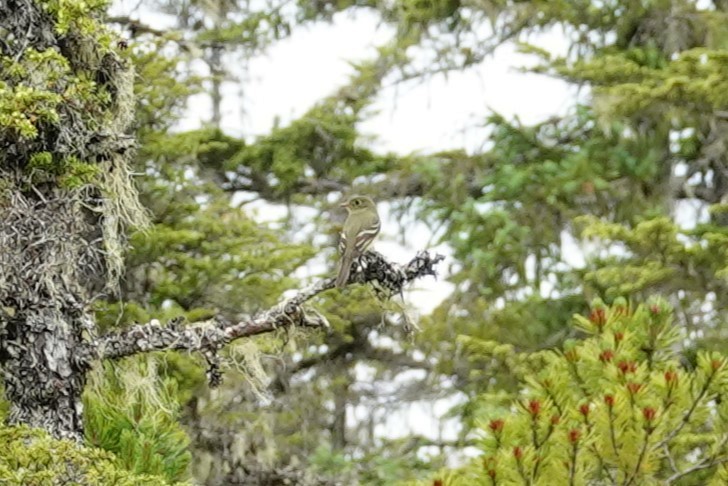 Yellow-bellied Flycatcher - ML620693845