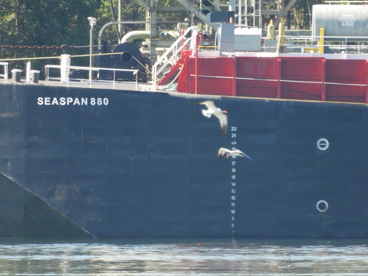 Caspian Tern - ML620693846