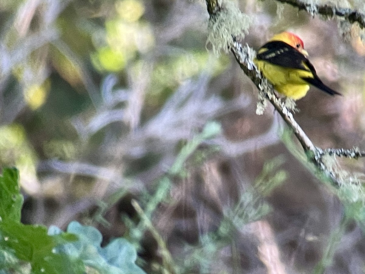 Western Tanager - ML620693847