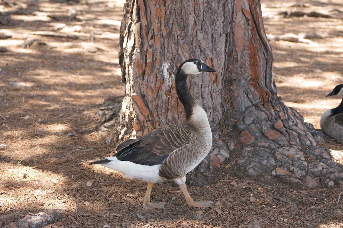 Domestic goose sp. x Canada Goose (hybrid) - ML620693849