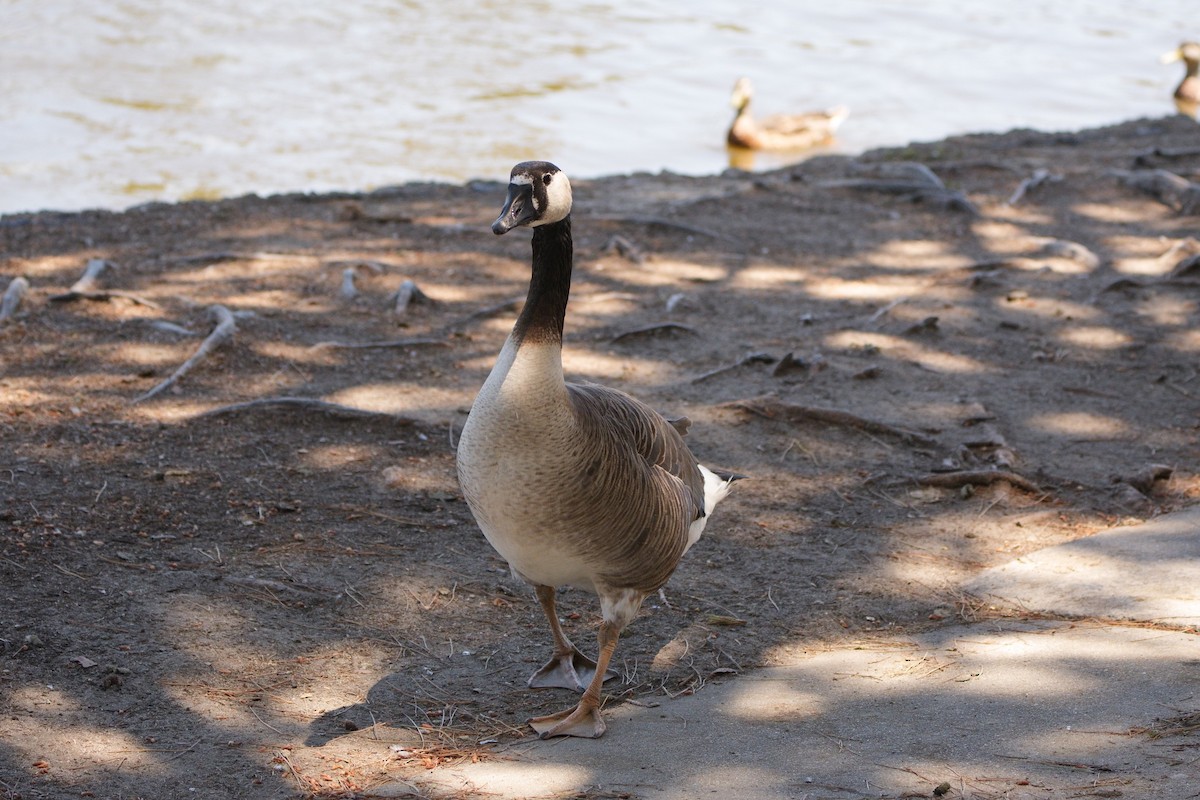 Domestic goose sp. x Canada Goose (hybrid) - ML620693850