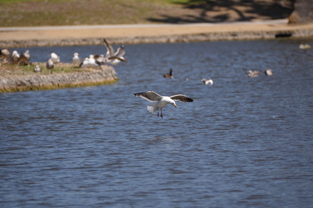 Western Gull - ML620693851