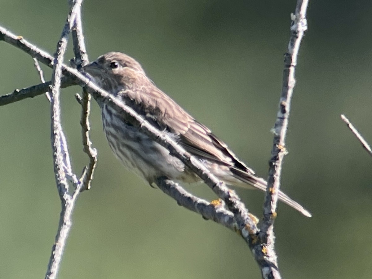 House Finch - ML620693852