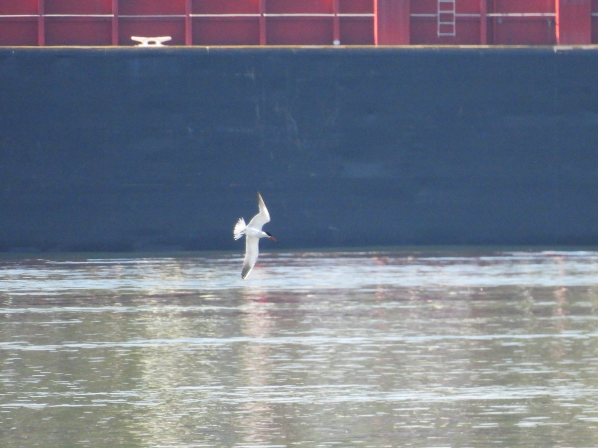 Caspian Tern - Mark Stevens