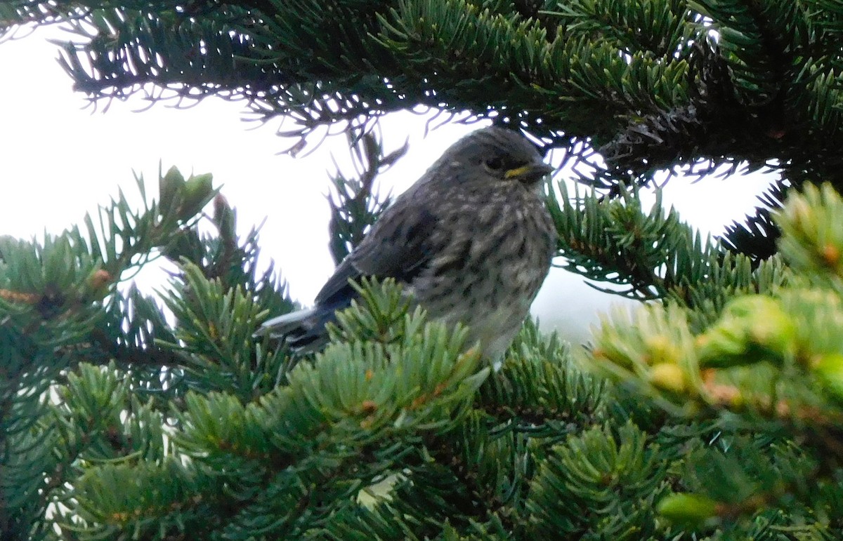 Cassin's Finch - ML620693856