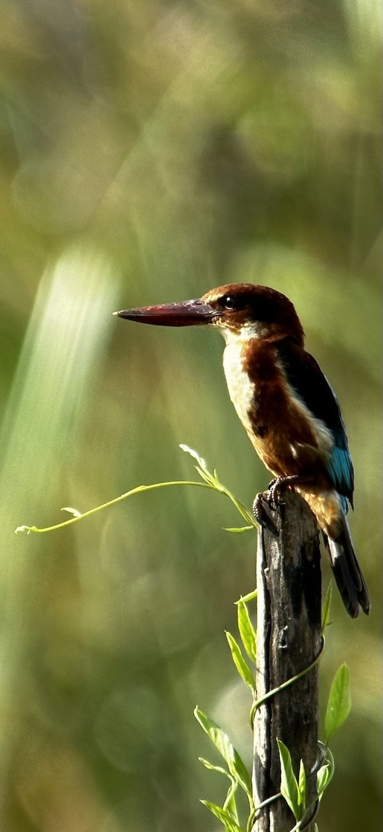 White-throated Kingfisher - ML620693857