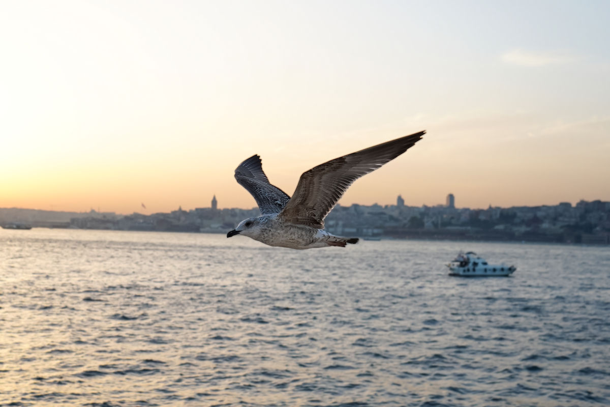 Lesser Black-backed Gull - ML620693859