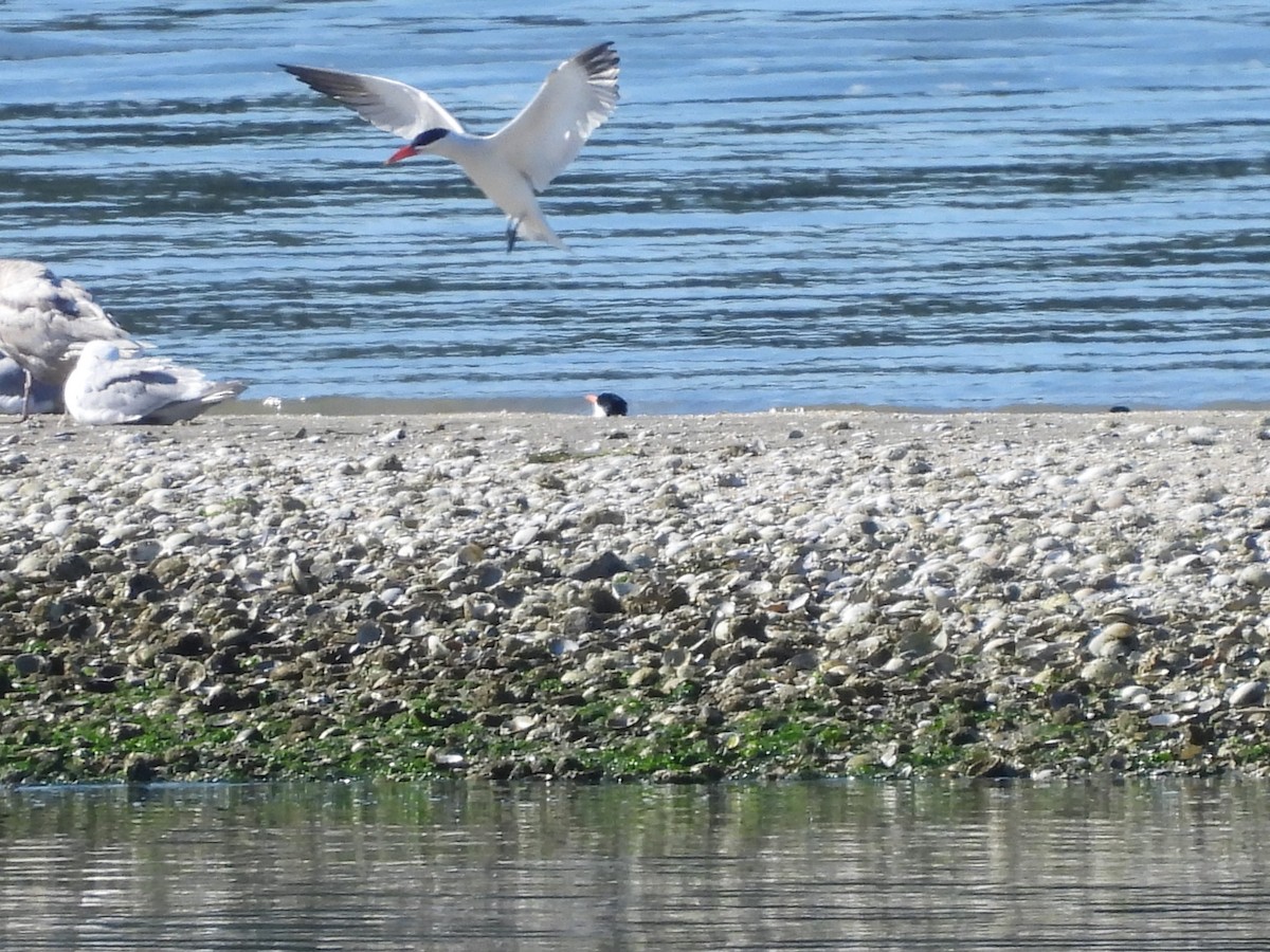 Caspian Tern - ML620693860