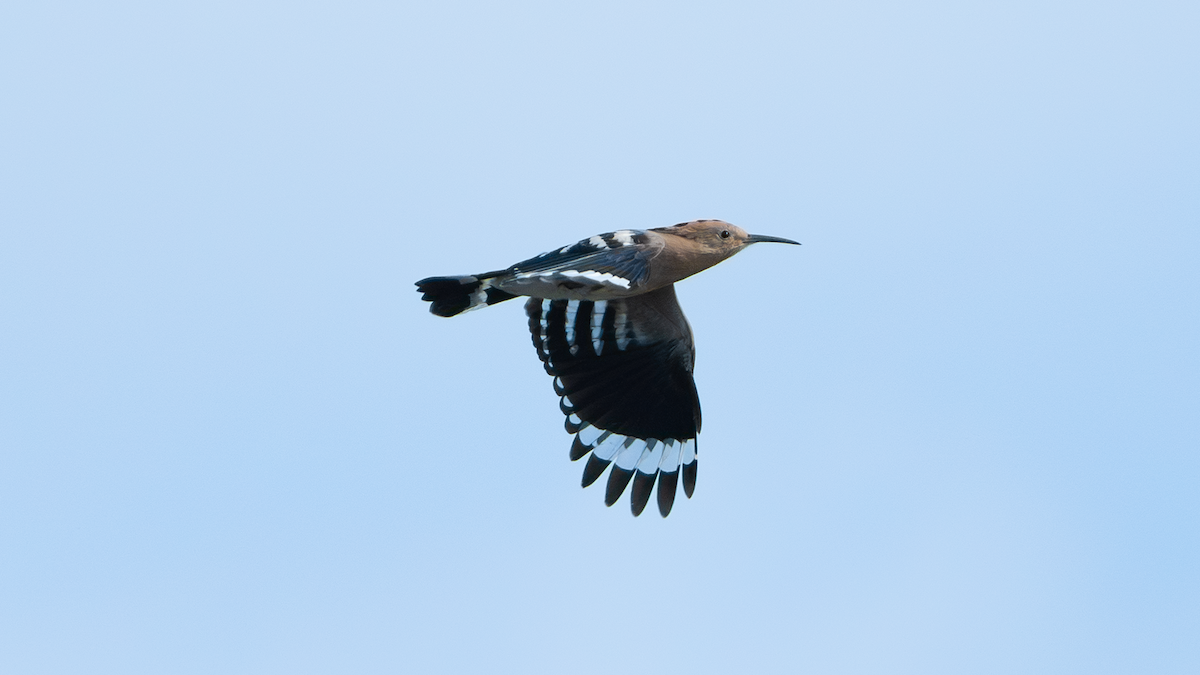 Eurasian Hoopoe - ML620693861