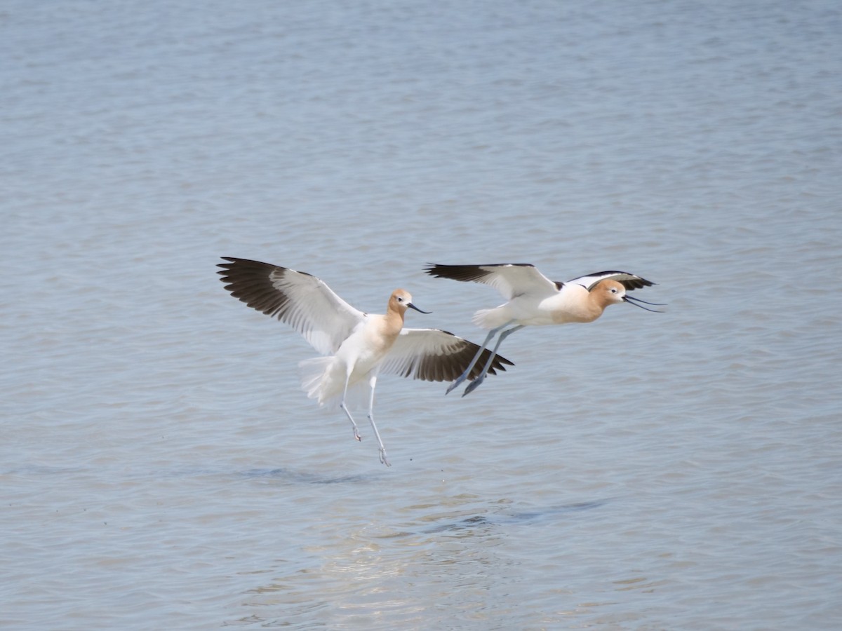 Avocette d'Amérique - ML620693864