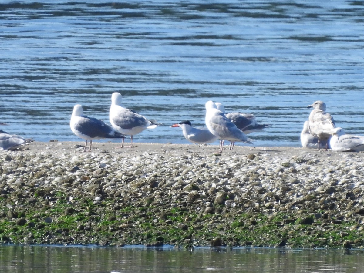 Caspian Tern - ML620693869