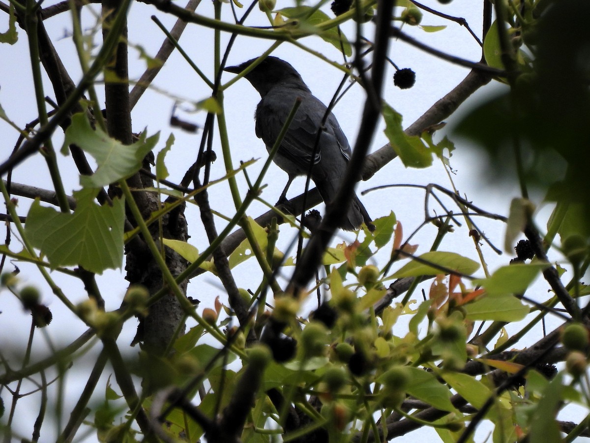 Indochinese Cuckooshrike - ML620693870