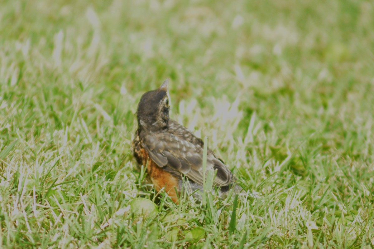 American Robin - ML620693877