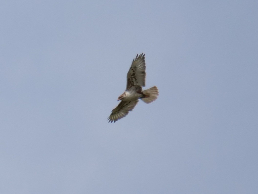 Ferruginous Hawk - ML620693879