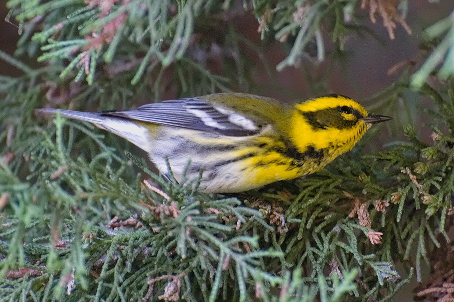 Townsend's Warbler - ML620693884