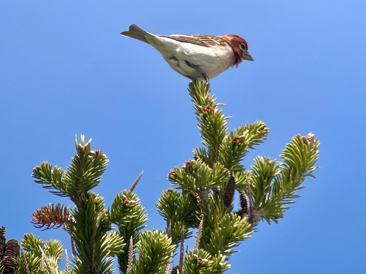 Cassin's Finch - ML620693888