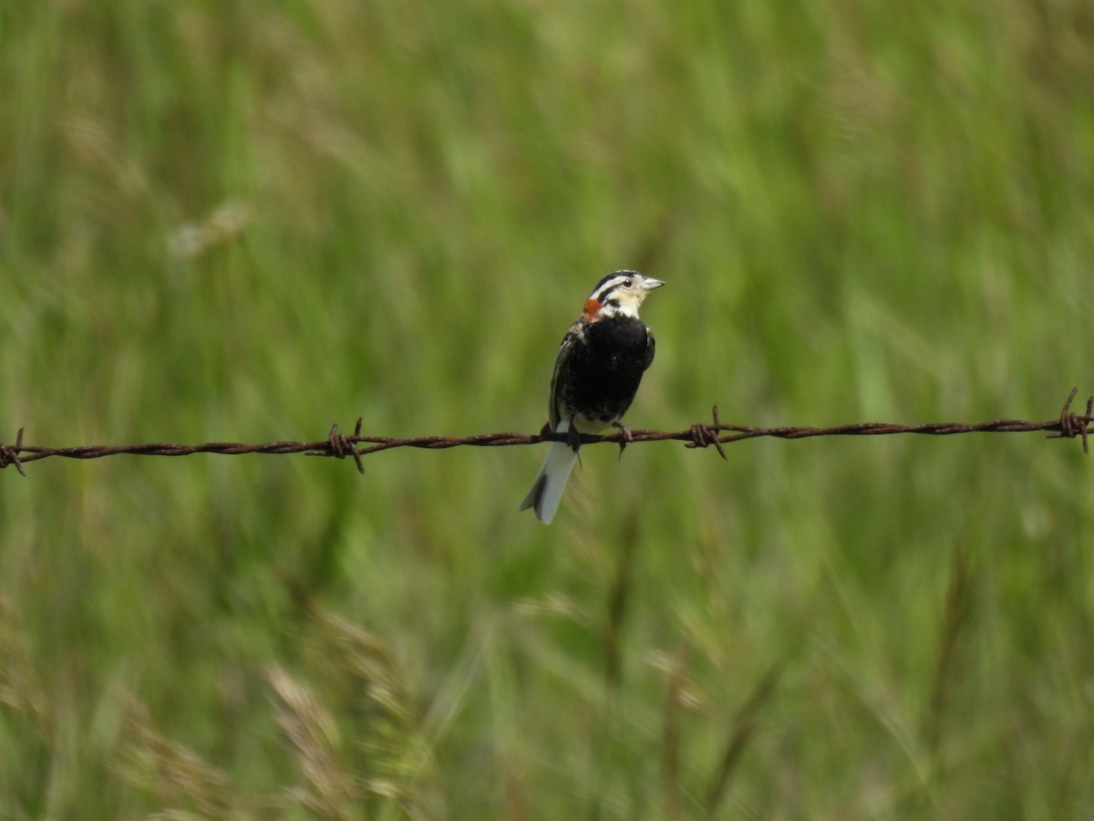 Chestnut-collared Longspur - ML620693889