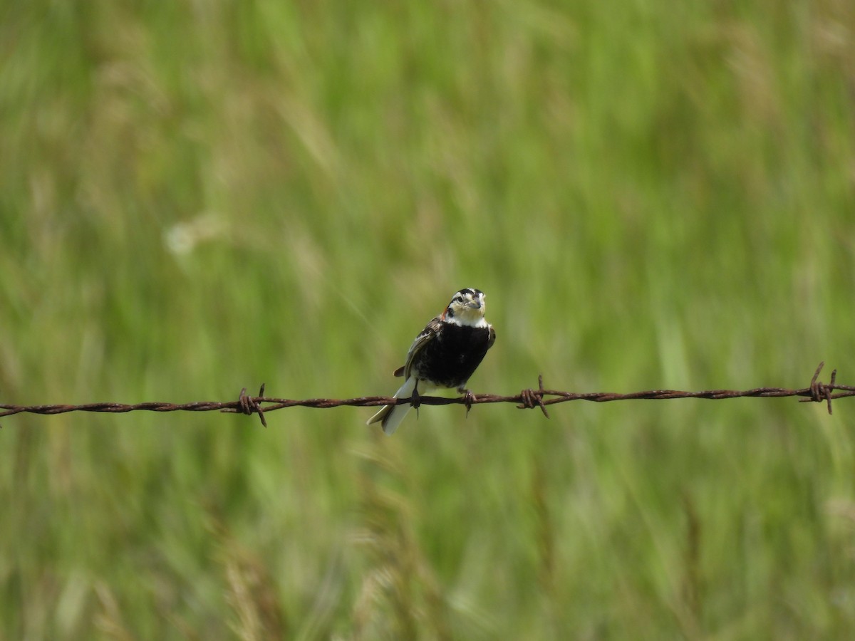 Chestnut-collared Longspur - ML620693890