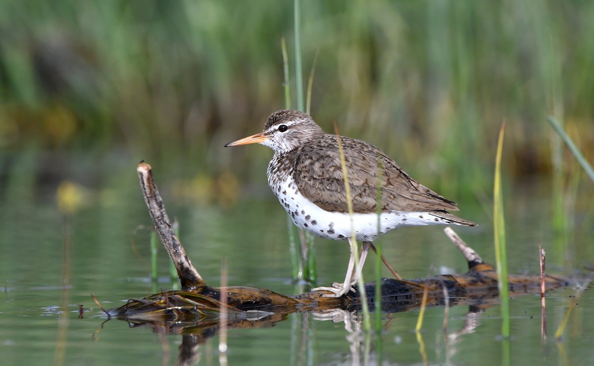 Spotted Sandpiper - ML620693891