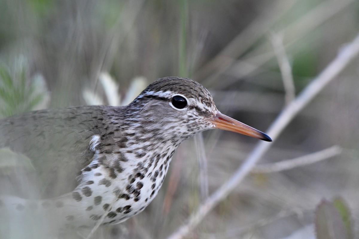 Spotted Sandpiper - ML620693892