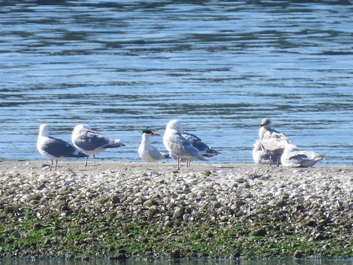 Caspian Tern - ML620693893