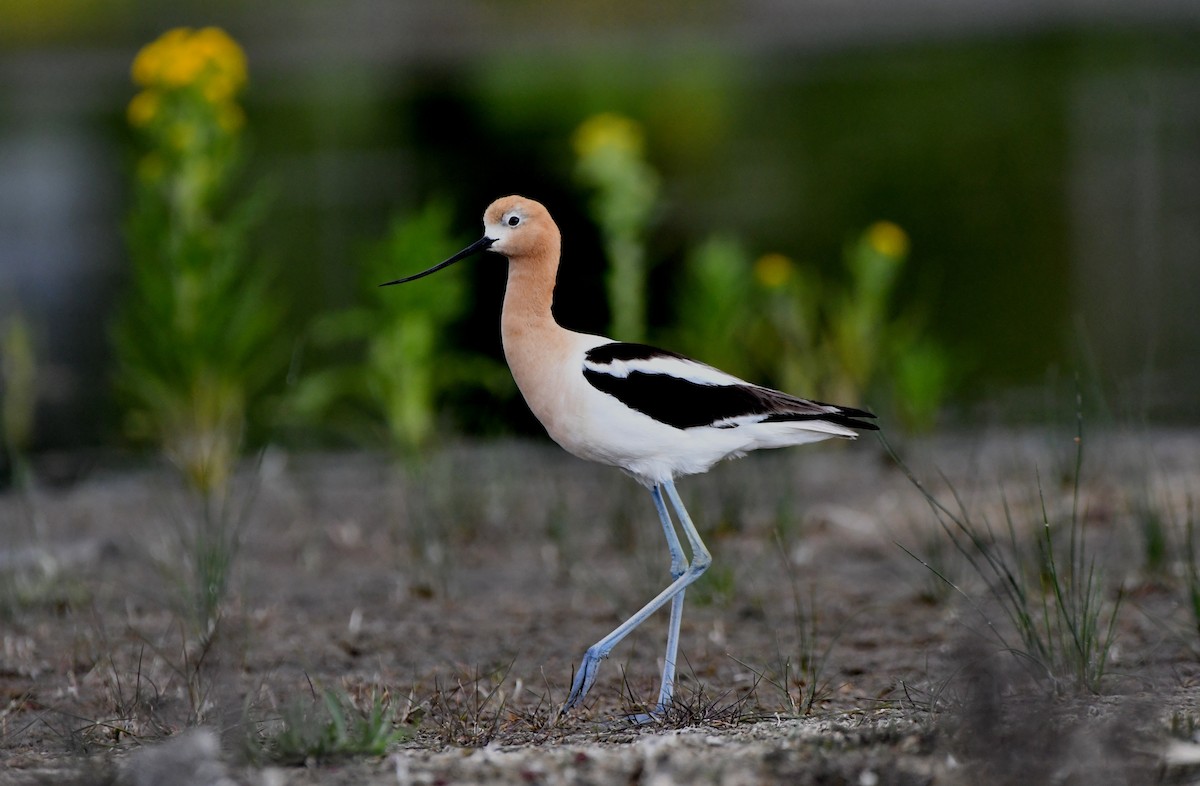 Avocette d'Amérique - ML620693894