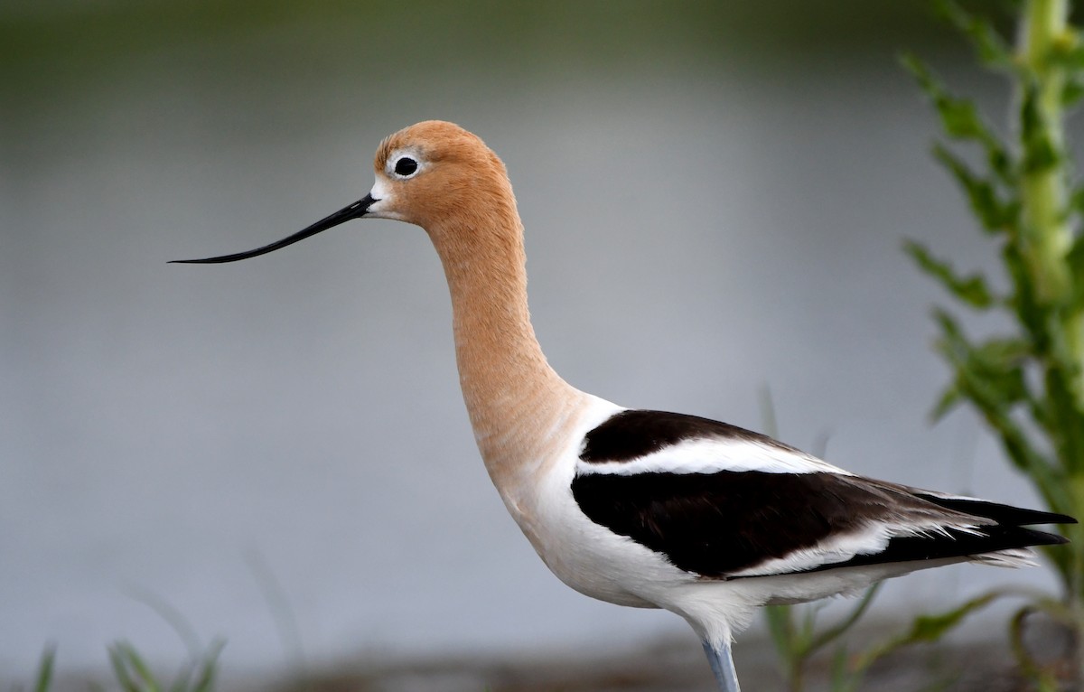 Avoceta Americana - ML620693895