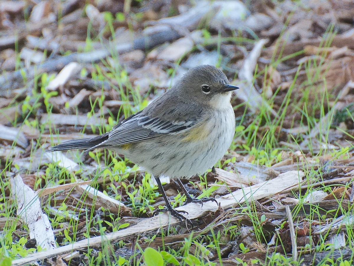 Kronenwaldsänger (Audubonwaldsänger) - ML620693896