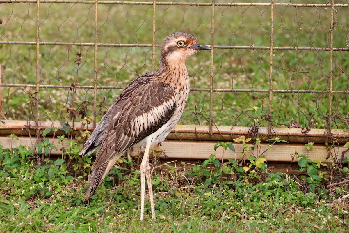 Bush Thick-knee - ML620693897