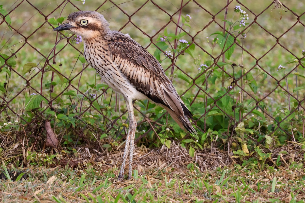 Bush Thick-knee - ML620693898