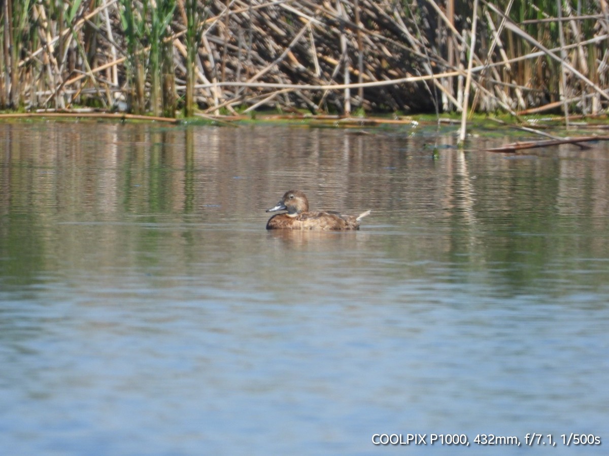 Ferruginous Duck - ML620693899