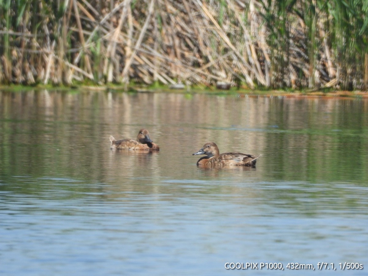 Ferruginous Duck - ML620693900