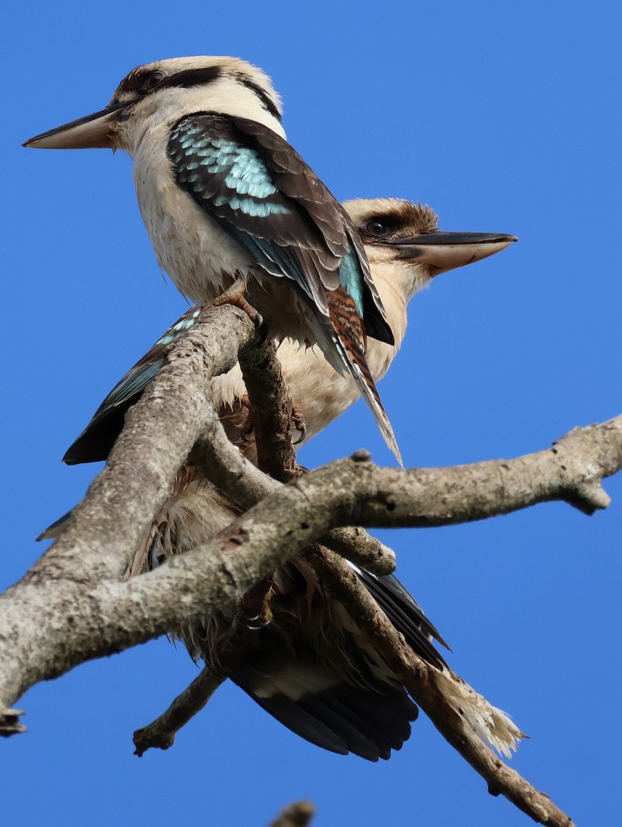 Laughing Kookaburra - ML620693901