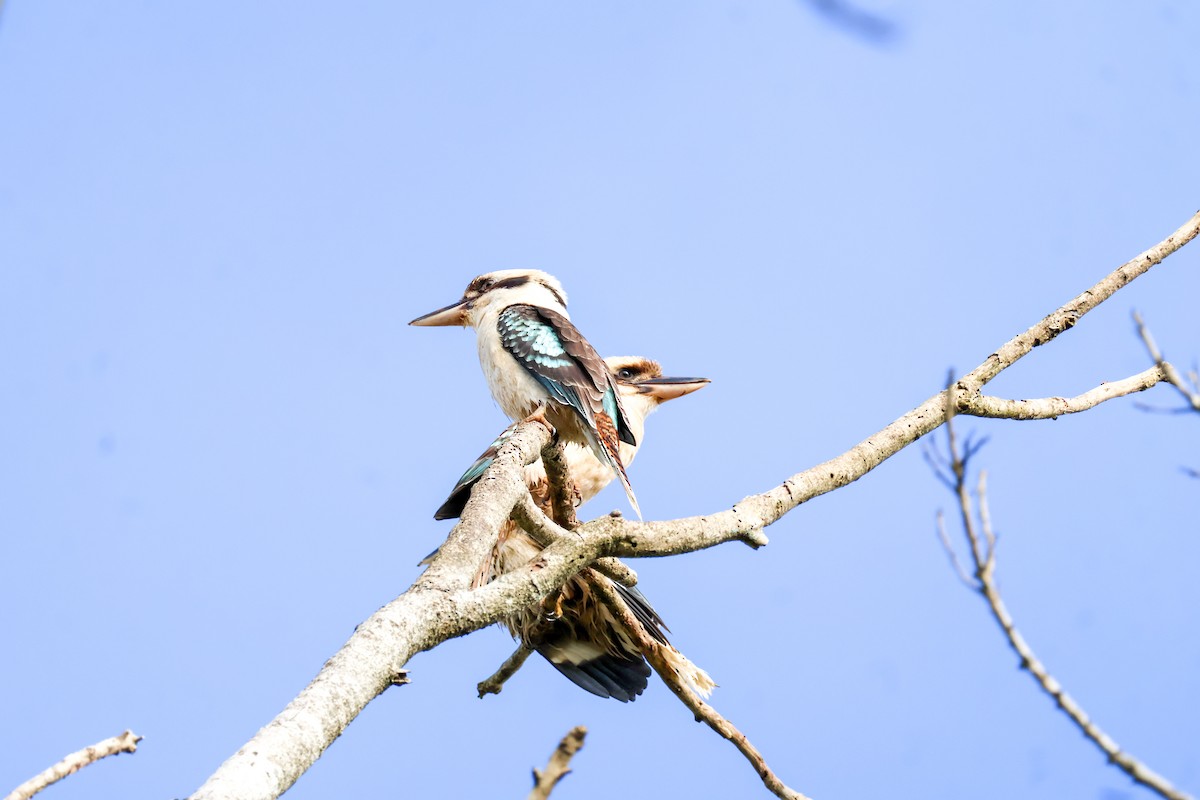 Laughing Kookaburra - ML620693902