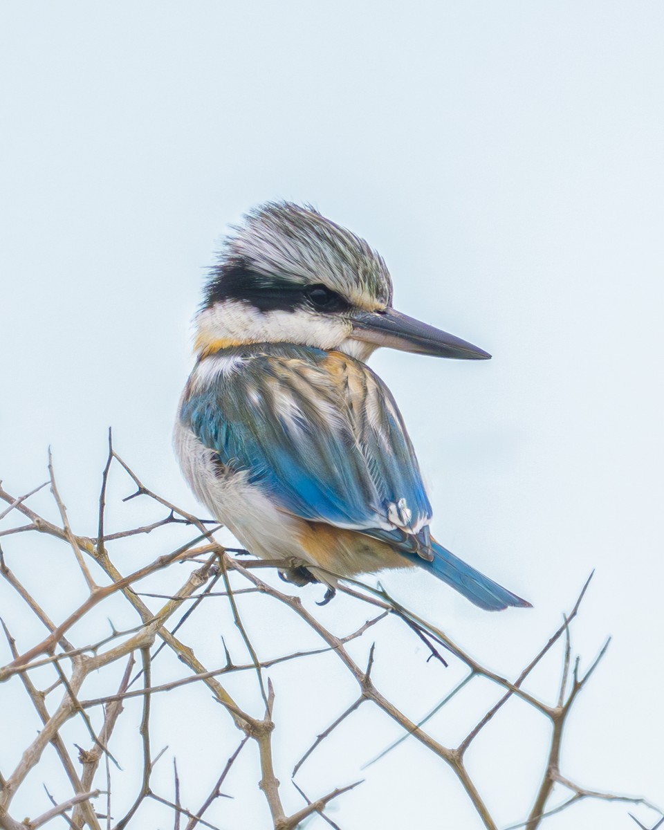 Red-backed Kingfisher - ML620693904