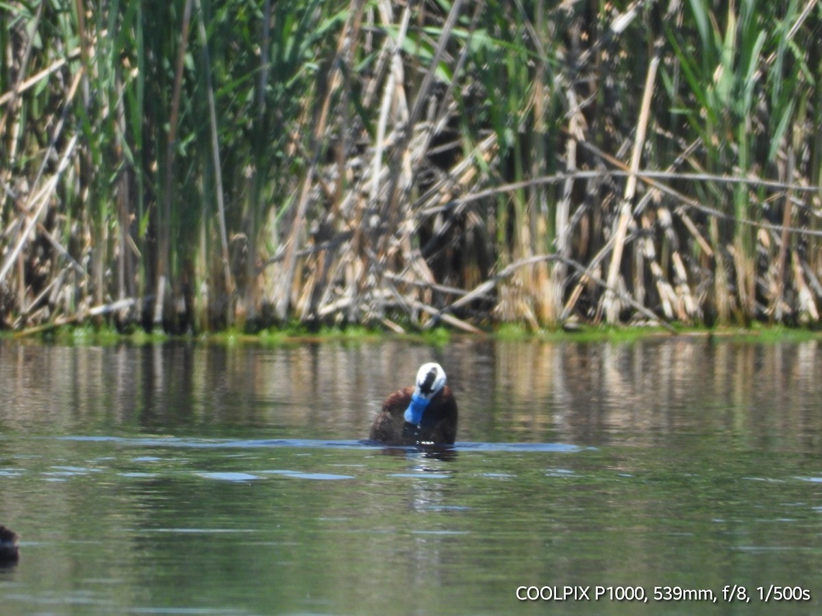 White-headed Duck - ML620693906