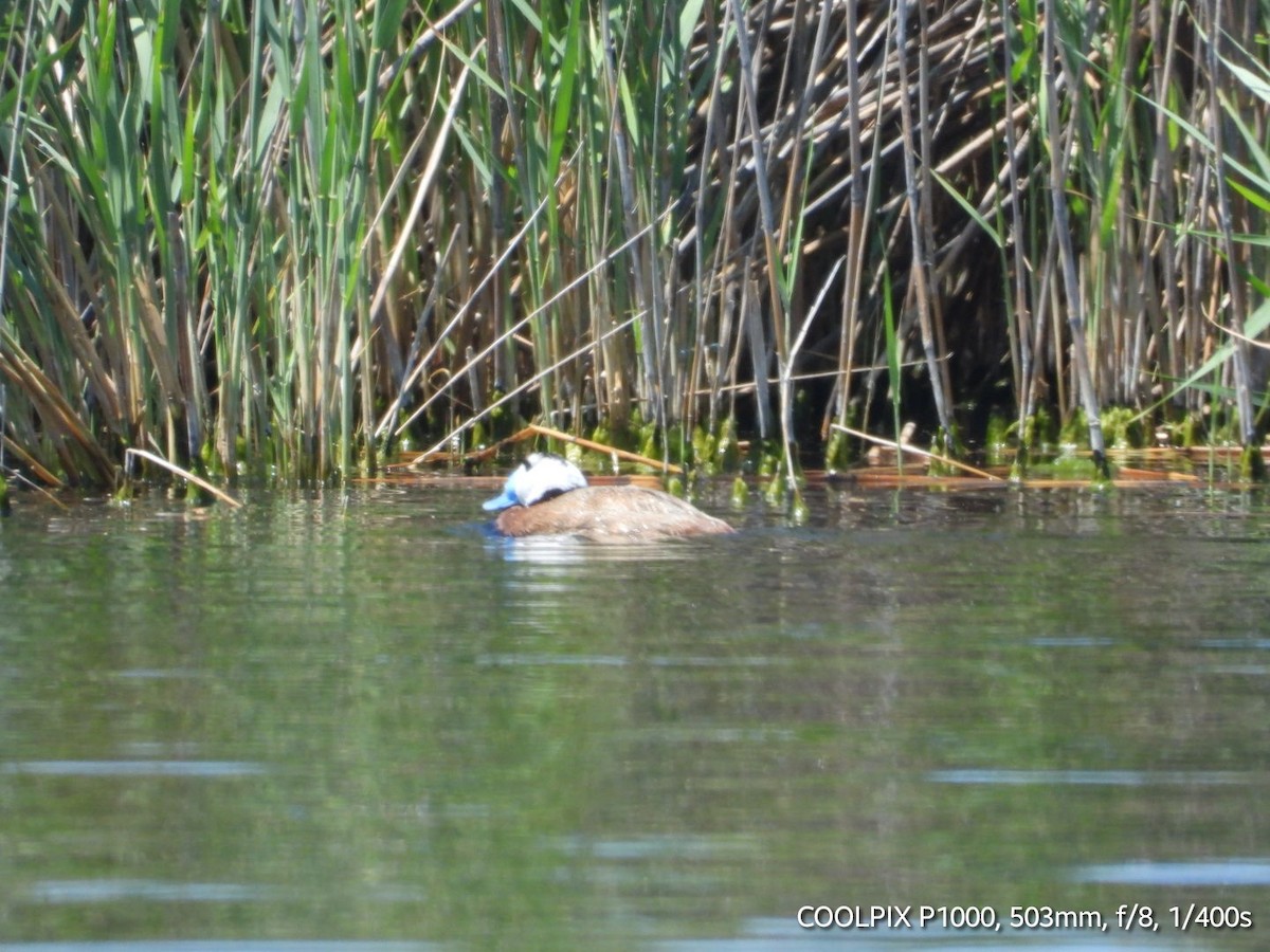 White-headed Duck - ML620693908