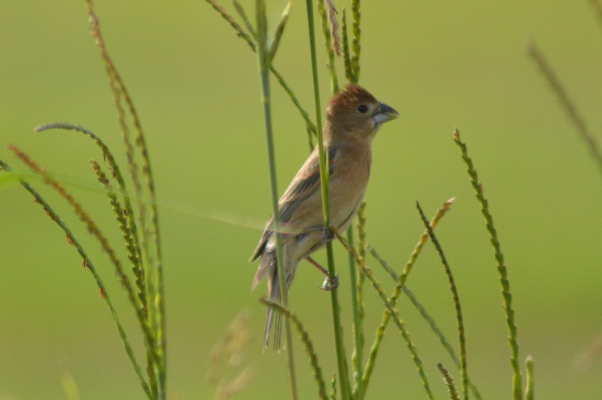 Blue Grosbeak - ML620693910