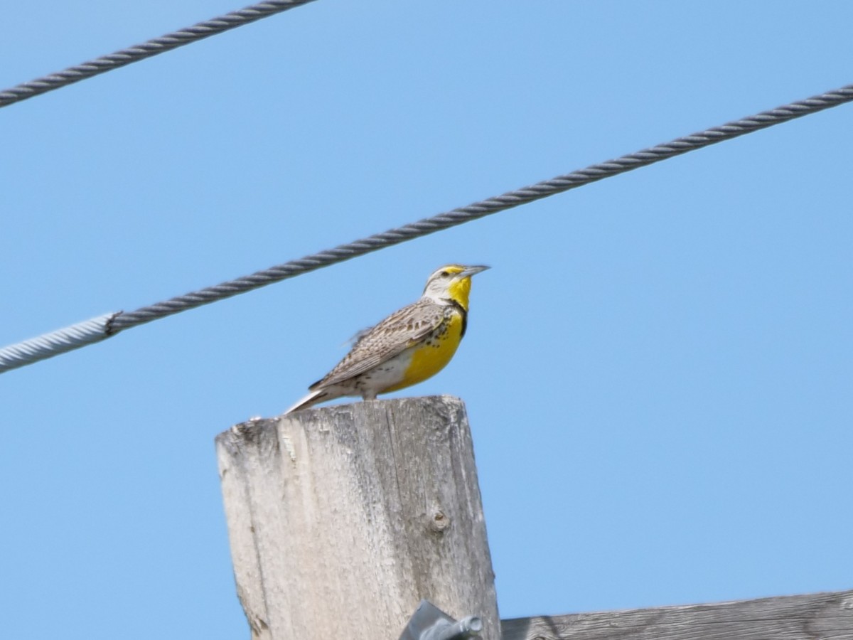 Western Meadowlark - ML620693918