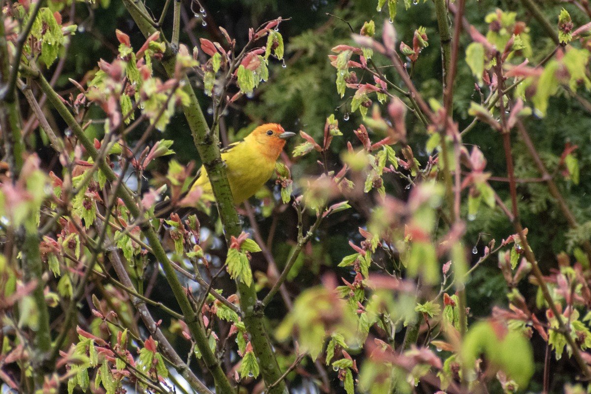 Western Tanager - Eric Konkol