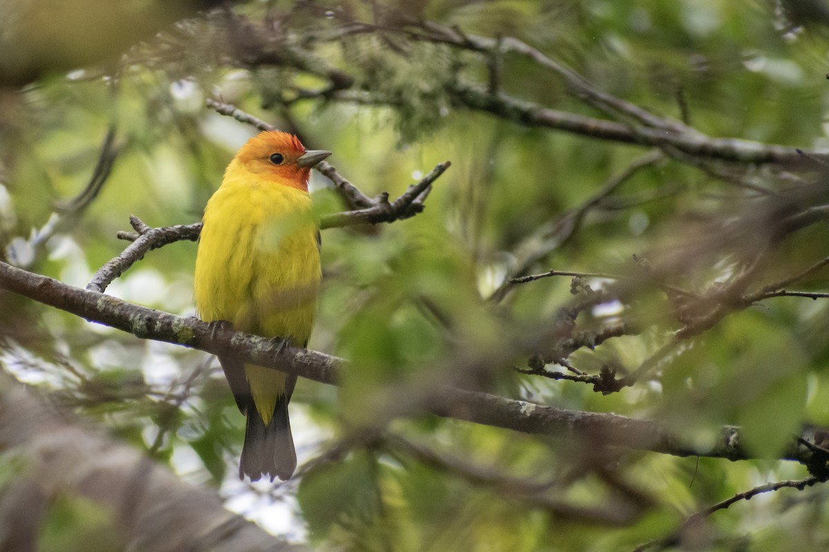 Western Tanager - ML620693922