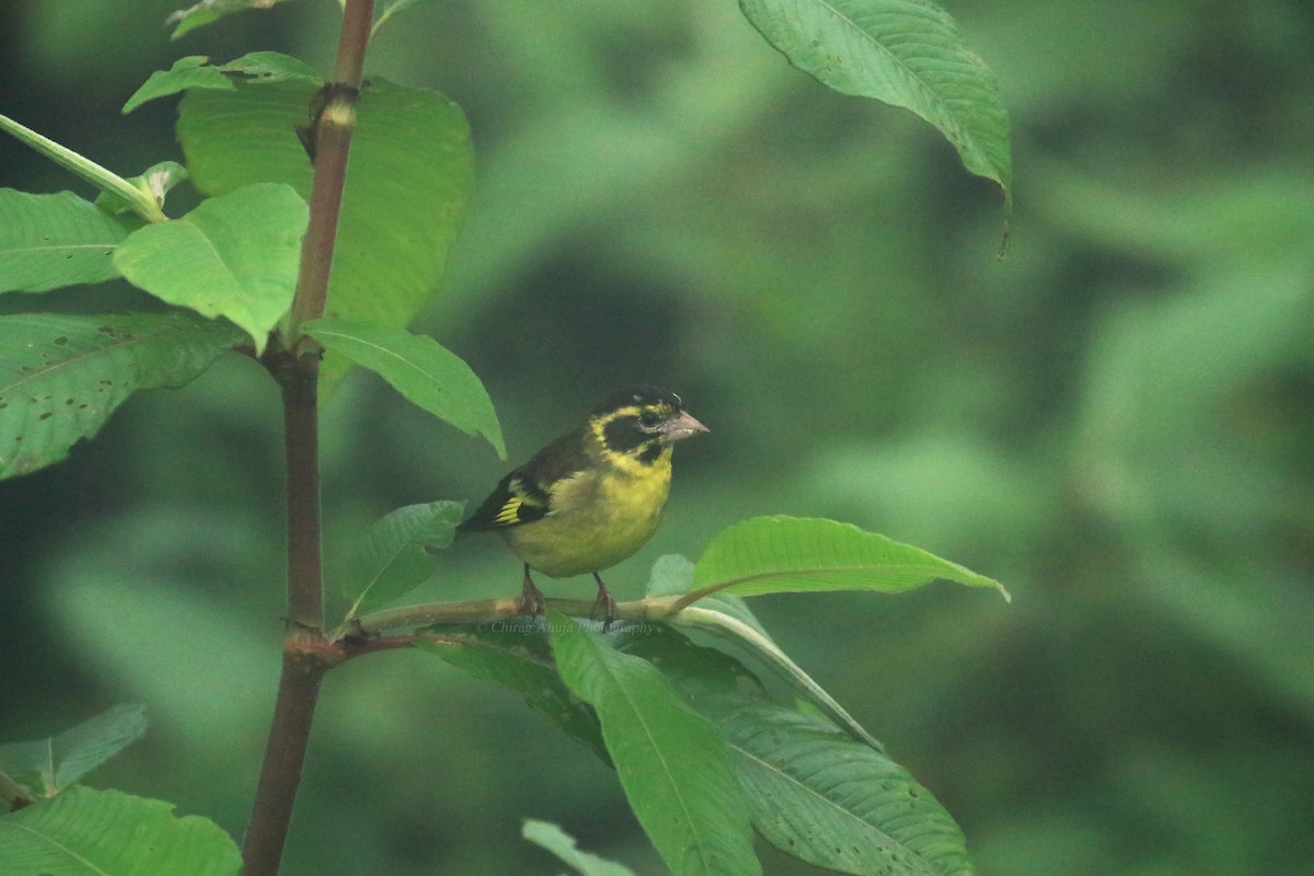 Yellow-breasted Greenfinch - ML620693925