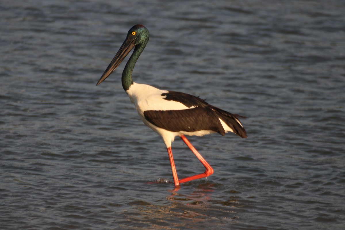 Black-necked Stork - ML620693927