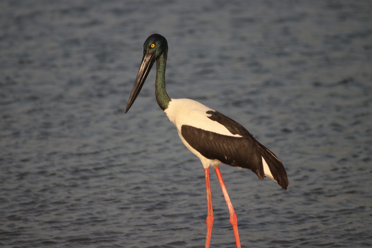 Black-necked Stork - ML620693928