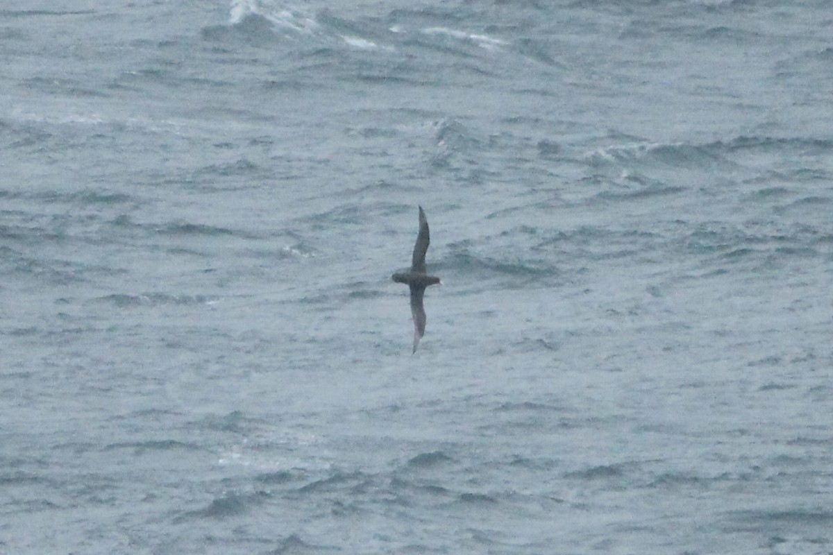 Northern Giant-Petrel - ML620693934