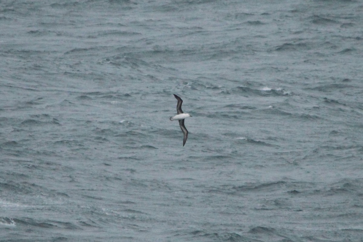 Albatros à sourcils noirs - ML620693936
