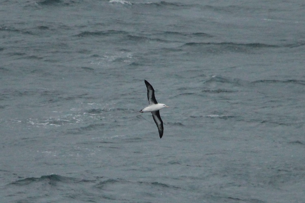 Kara Kaşlı Albatros (impavida) - ML620693938