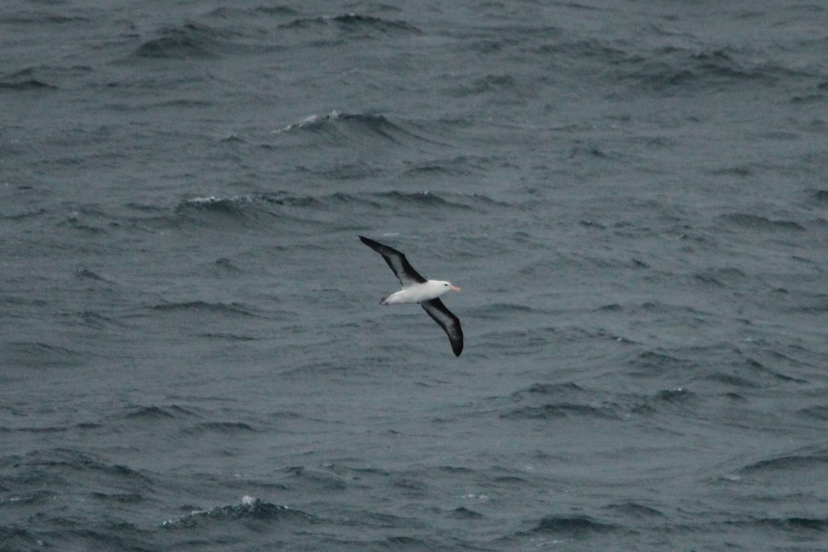 Albatros à sourcils noirs (impavida) - ML620693939